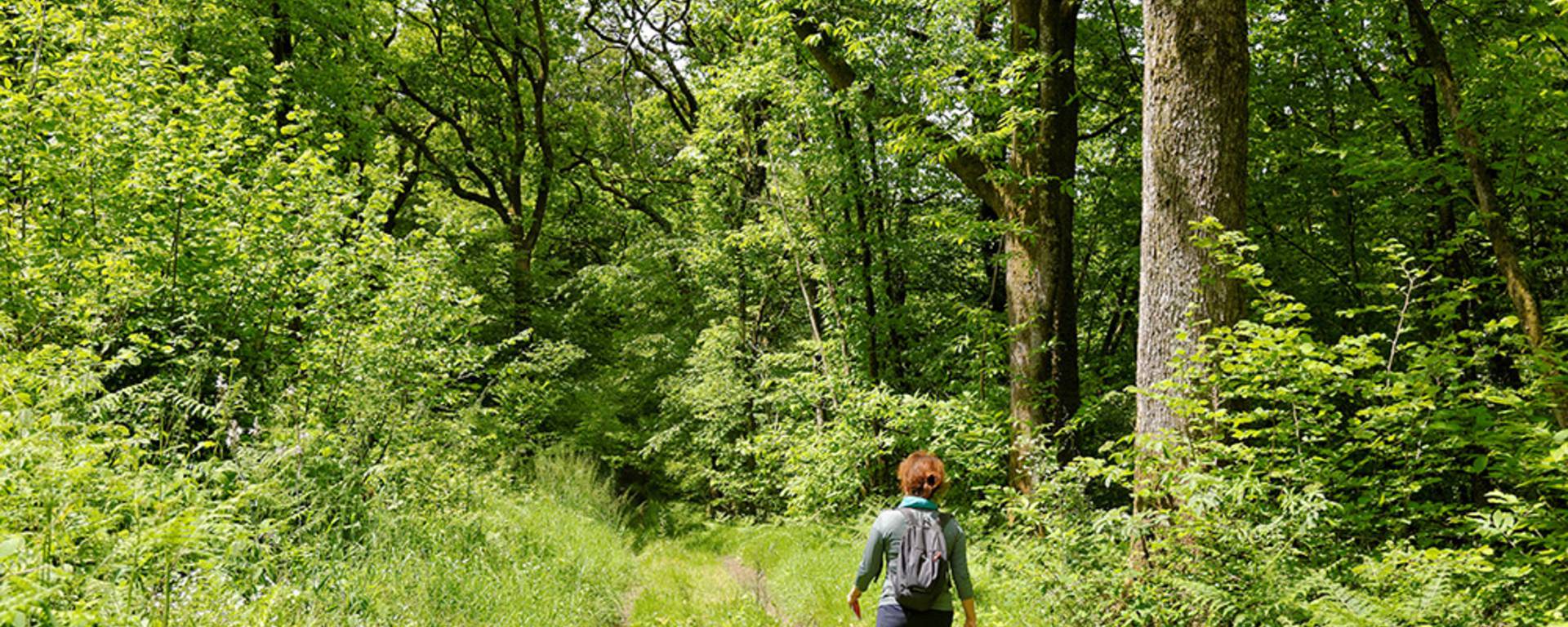 Randonnées avec l'Office de Tourisme du Bocage Bressuirais