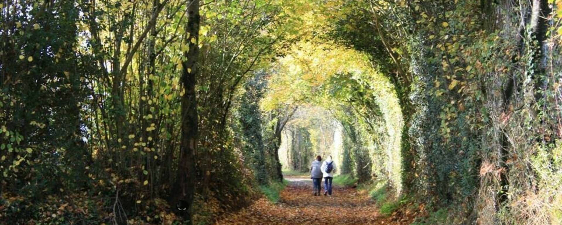 Se promener dans les chemins creux en Bocage Bressuirais